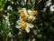 Macro shot of white flowers of flowering lemon-tree Citrus limon Burm. f. with dark background