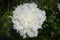 A macro shot of a white peony paeonia officinalis
