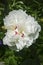 A macro shot of a white peony paeonia officinalis