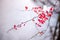 Macro shot of white snow on top of brightly red autumn leaves and berries in barberry bush