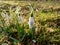 Macro shot of white snowdrops emerging from ground in early spring in bright backlight with blurred background