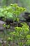 Macro shot of wood spurge