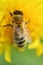 macro shot of working bee at yellow flower- dandelion