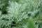 A macro shot of the Wormwood Artemisia absinthium herbs