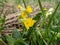 Macro shot of the yellow bell-shaped nodding flowers with orange dots of the cowslip Primula veris in spring. The cowslip