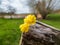 Macro shot of the yellow bell-shaped nodding flowers with orange dots of the cowslip Primula veris in spring. The cowslip