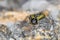 Macro shot of a yellow and black colored caterpillar on a rock