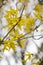 A macro shot of the yellow blooms of a forsythia bush