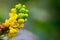 A macro shot of the yellow blossom of a mahonia bush n green background. Floral summer spring background, copy space
