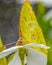 Macro shot of a yellow Catopsilia Florella butterfly, standing on a white petal flower in the garden