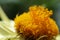 Macro shot of a yellow Everlasting flower growing in sunlight