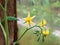 Macro shot of yellow flower in full bloom of tomato plant growing on tomato plant before beginning to bear fruit in greenhouse.