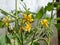 Macro shot of yellow flower in full bloom of tomato plant growing on tomato plant before beginning to bear fruit in greenhouse.