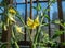 Macro shot of yellow flowers in full bloom of tomato plant growing on tomato plant before beginning to bear fruit in greenhouse.