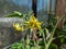 Macro shot of yellow flowers in full bloom of tomato plant growing on tomato plant before beginning to bear fruit in greenhouse.