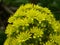 Macro shot of yellow full-blown aeonium or tree houseleek blossoms