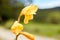 Macro shot of a yellow gladiola flower