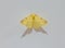 Macro shot of yellow moth against white background