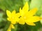 Macro shot of Yellow Rain Lily flowers in a garden on a blurry background, Zephyranthes citrina