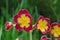 A macro shot of a yellow and red primrose bloom