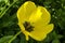 Macro shot of a yellow tulip interior