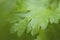 Macro shots a coriander leaf close-up image