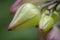 Macro shots a group of flower buds