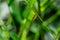 Macro of Siberian Winter Damsel Sympecma paedisca. Damselfly sits on a green bamboo stalk. Beautiful dragonfly