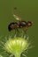 Macro side view of a black Caucasian fly ants on a fluffy bud in