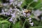 Macro side view of a flower fly hoverfly of the genus Eristalis