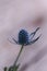 Macro of a single blue thistle Eryngium flower