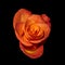 Macro of a single isolated bold orange yellow rose blossom on black background