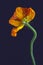 Macro of a single isolated fading yellow red silk poppy on blue background in surrealistic style