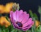 Macro of a single isolated wide open blooming intense violet african cape daisy