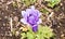 Macro of single little violet tulip at shibazakura festival , Ya