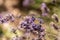 macro of a single meadow brown butterfly sitting on a lavender blossom, sunny blurred natural green background