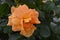 Macro single orange flowers rose