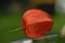 Macro of a single orange lampion