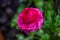 Macro of a single ranunculus bloom with raindrops