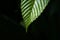 Macro Single tropical green leaf with dark green background - Tropical leaf backdrop and beautiful detail â€“ Nature background