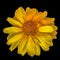 Macro of a single yellow false / heliopsis sunflower blossom