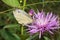 Macro sitting on a flower cornflower butterfly lambs Pieridae Ar