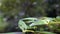 Macro Slow motion blue-tailed damselfly, Ischnura elegans flapping its wings