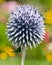 Macro of a Small Blue Globe Thistle