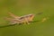 Macro of a small brown grasshopper