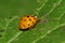 Macro of a small Caucasian yellow ladybug on a leaf