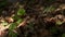 Macro of small clovers growing in the leaves