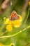 Macro of a small copper lycaena phlaeas butterfly on a meadow buttercup ranunculus acris blossom with blurred bokeh background