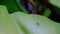 Macro small green bug animal wing on big leaf