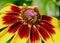 Macro of a small honeybee collecting pollen from a vibrant yellow and red gallardia flower